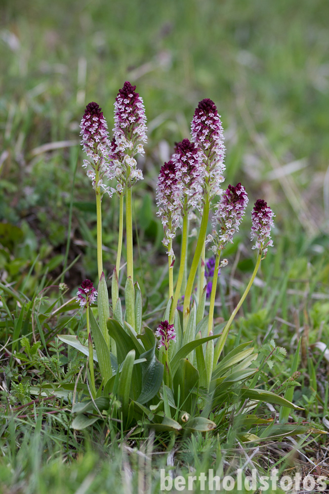 Landschaftspark Und Rhododendren Im Schlosspark Dennenlohe Achims