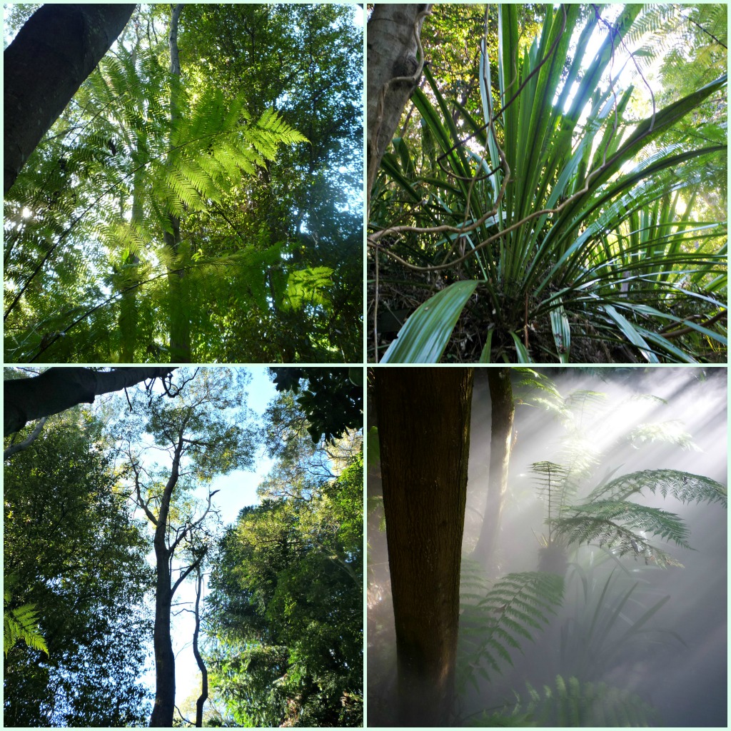 a taste of the Australian National Botanic Gardens