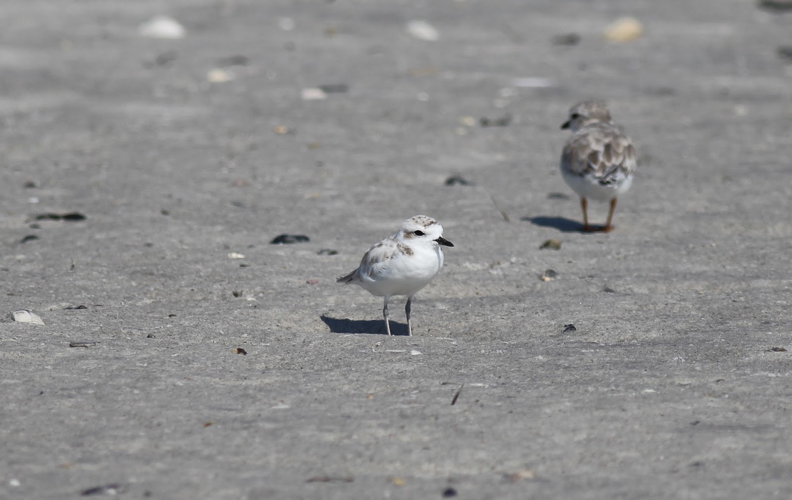Photographicbirdlistomania Snowy Plover (Charadrius nivosus) 26Aug2016