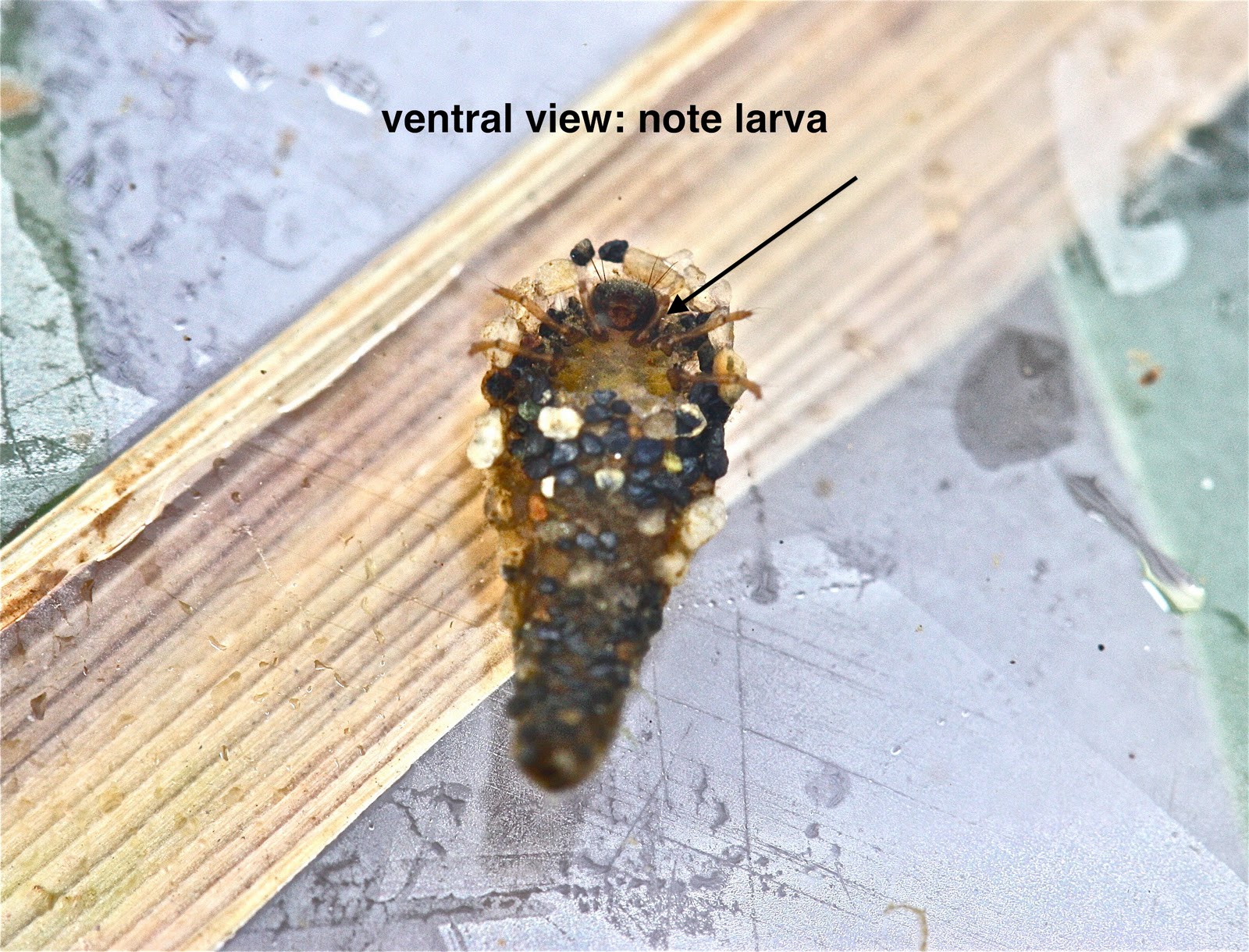 Aquatic Insects of Central Virginia: Continuing the March into Winter ...