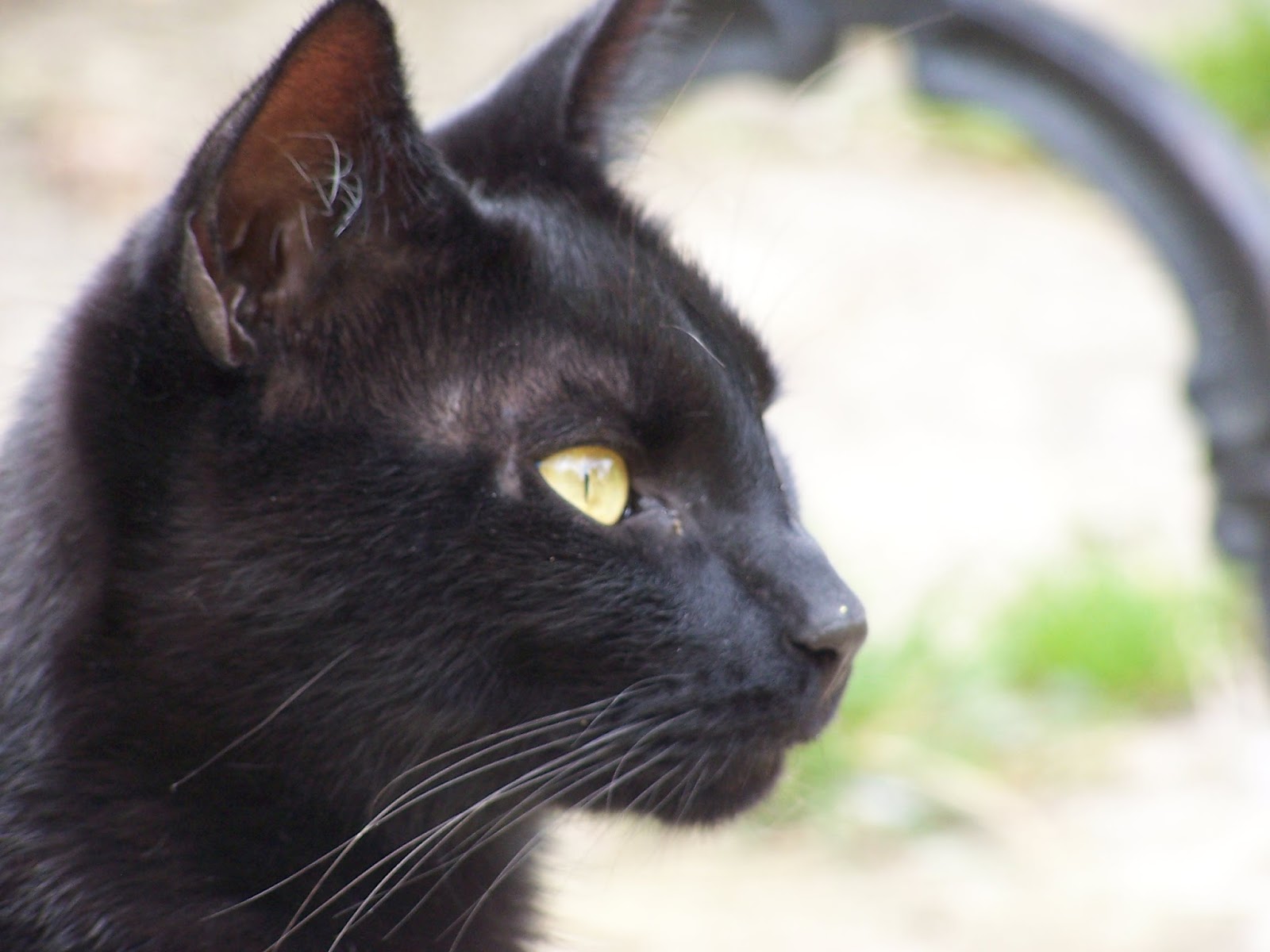 Черная кошка содержание. Бомбейская кошка. Чёрная кошка порода Бомбейская. Бурманская кошка. Мандалай порода кошек.