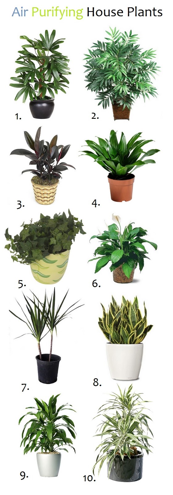 10 Air Purifying House Plants