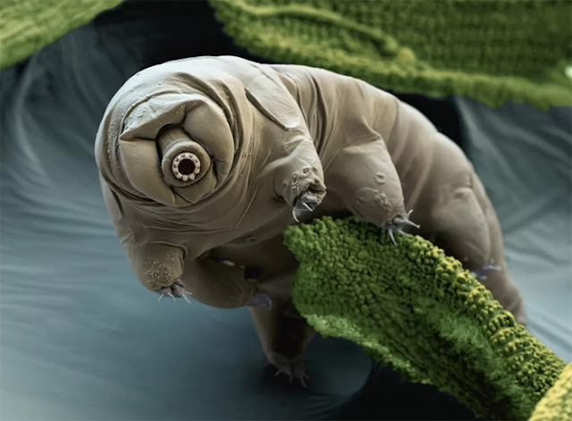 Tardigrado