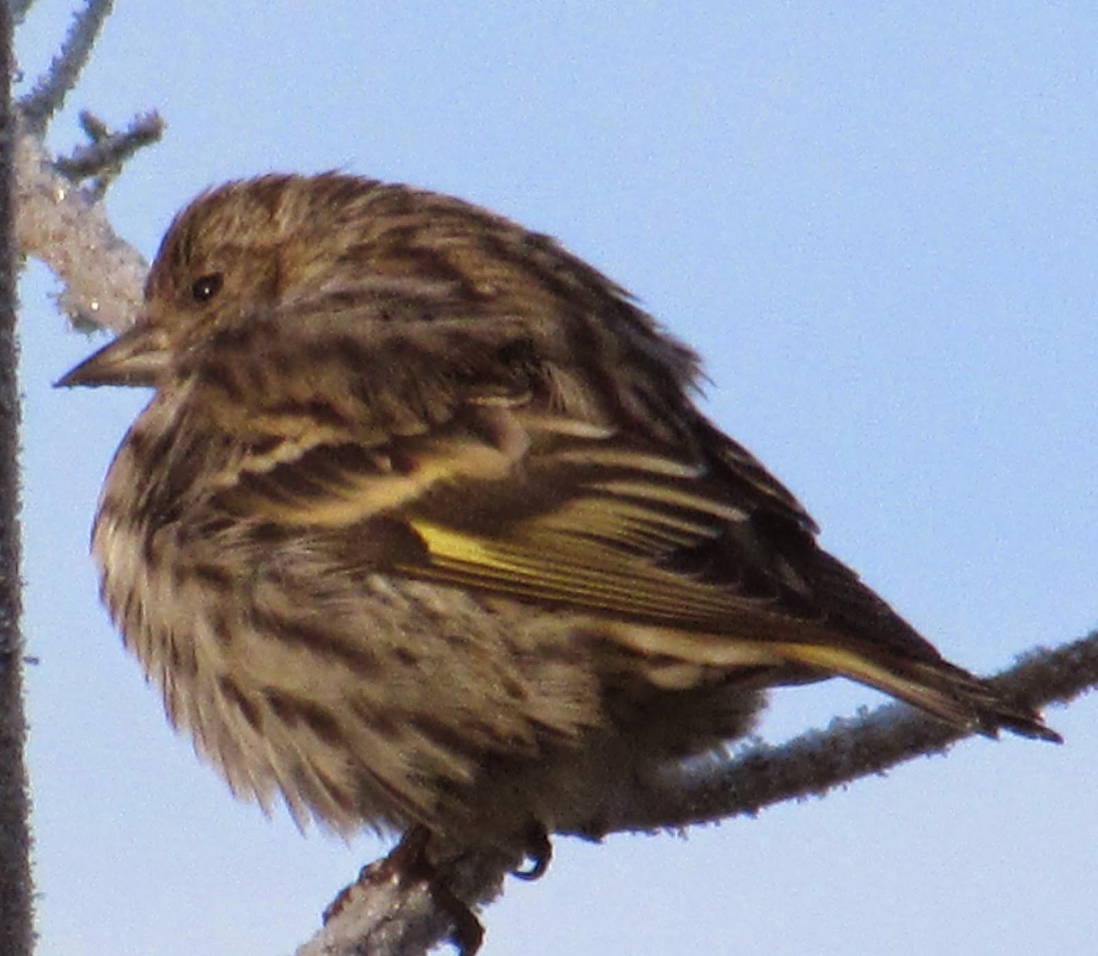 Garden Grumbles and Cross Stitch Fumbles: Baby It's Cold Outside