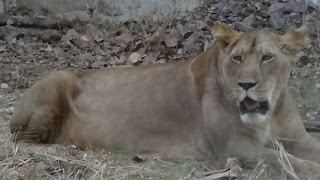 Lion at Maitri Bagh Bhilai 