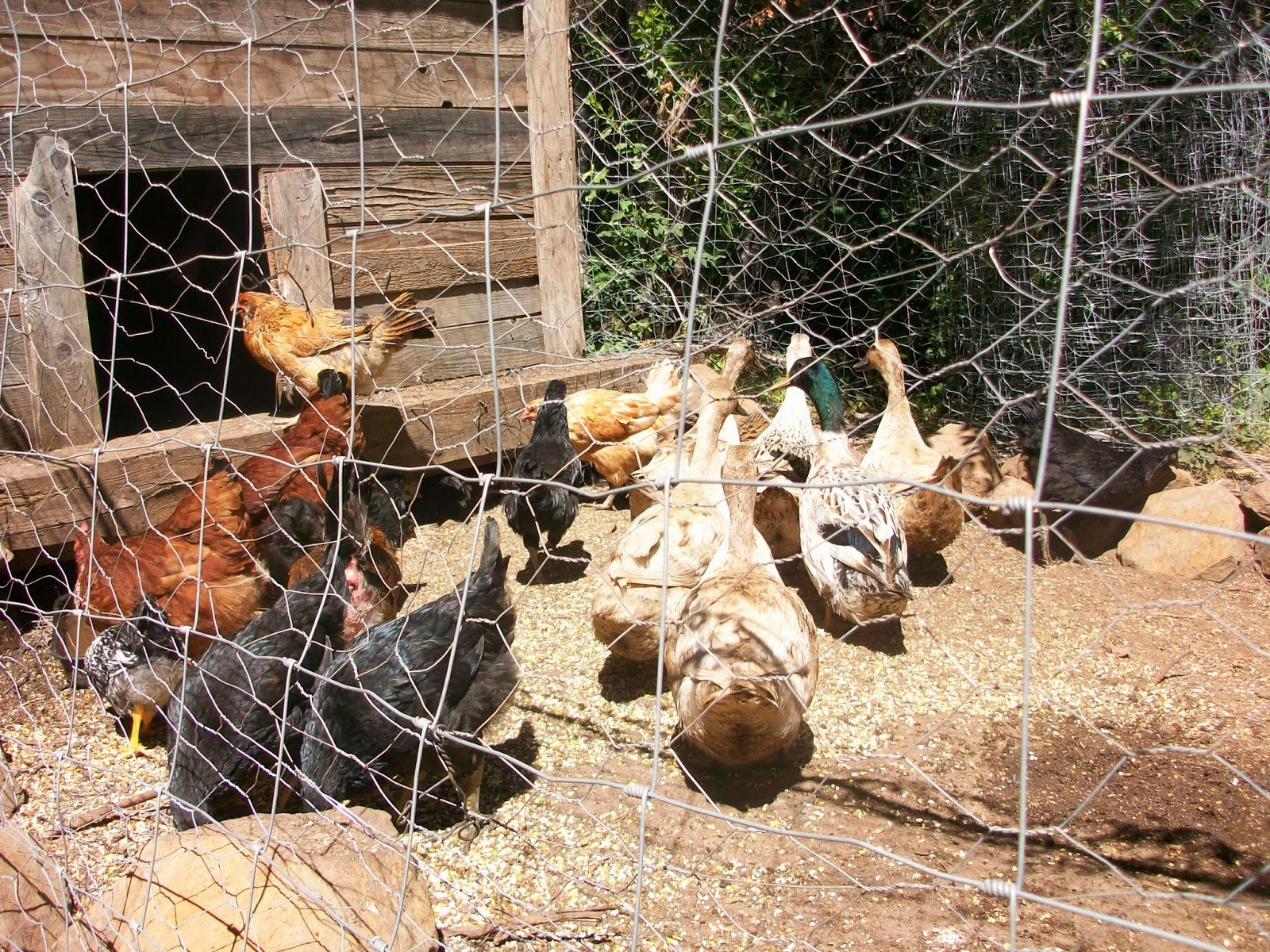 Living Off Grid Living Off Grid 5 Tips for Raising Chickens at Home