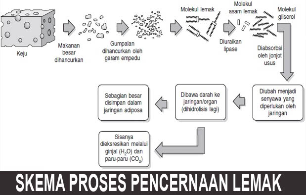 Proses Pencernaan Lemak dalam Tubuh Manusia + Skema