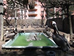 Seabird Sanctuary