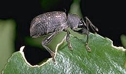 Organic control of vine weevils Adult vine weevil eating a hole in a leaf