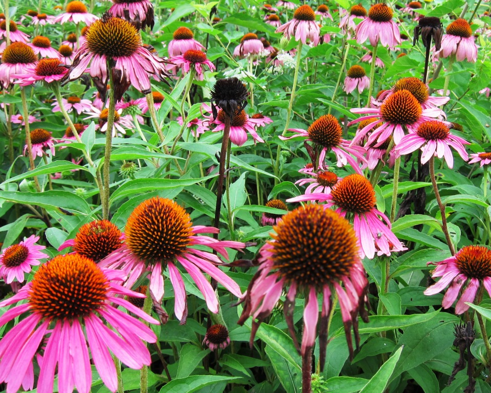 Doves Today Pink Saturday flowers for the heat