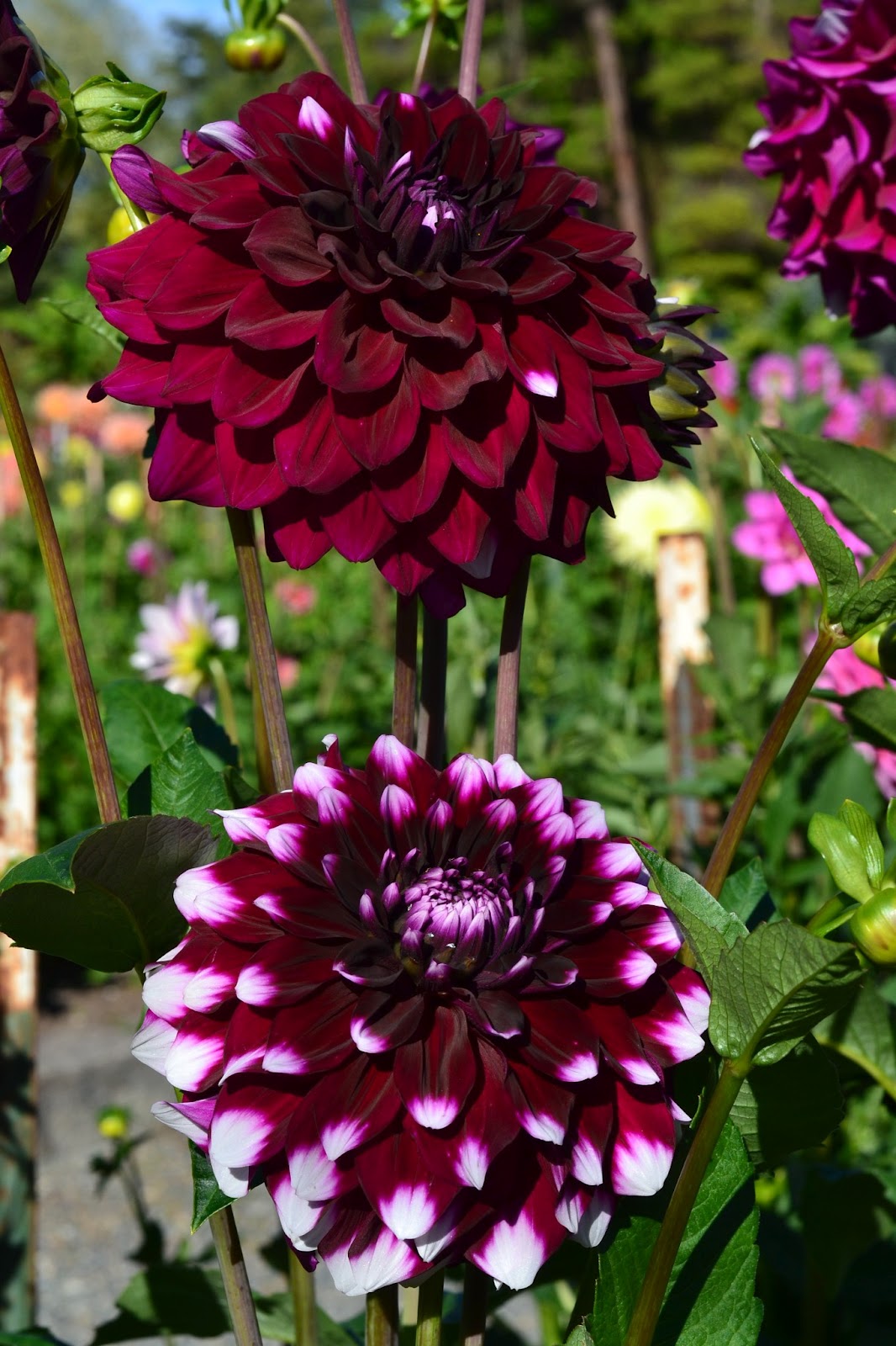 Victoria In Japan Land Seattle Series A Variety of Flowers in the Garden