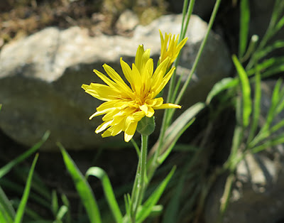 Escorzonera (Scorzonera baetica) flor silvestre amarilla