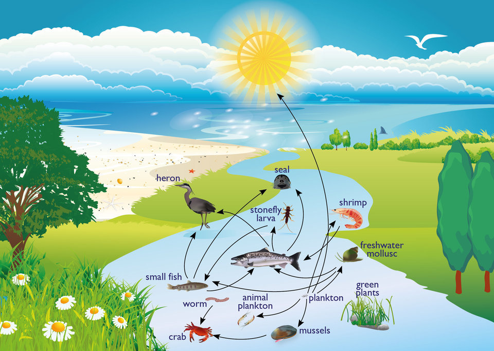 10 Examples Of Ecosystems 10-examples-of-ecosystems