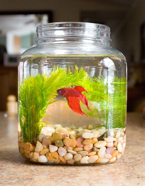 glass fish bowl decoration ideas, decorative fish bowl plants