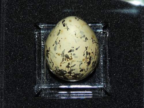Indian birds - Image of Jerdon's courser - Rhinoptilus bitorquatus egg