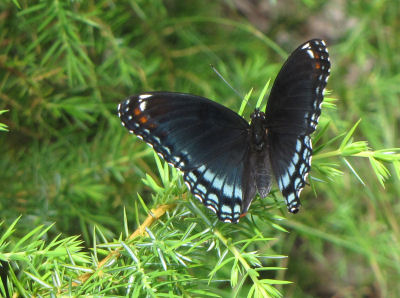 red spotted purple butterfly