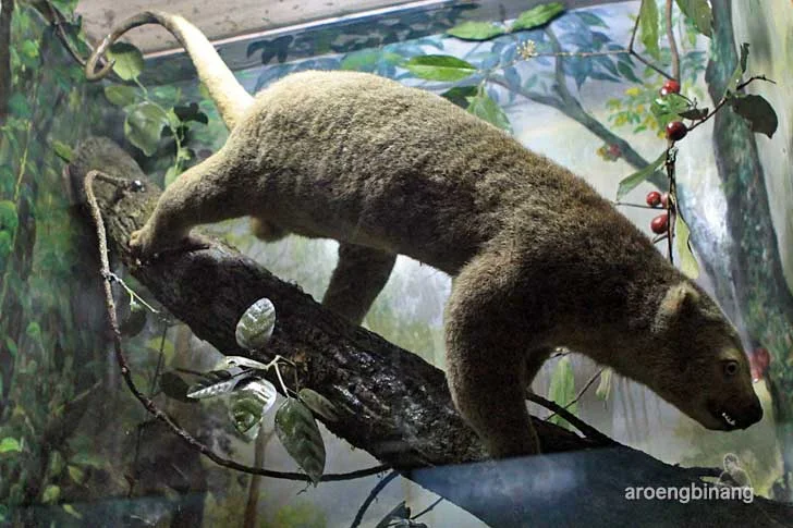 kuskus museum zoologi bogor