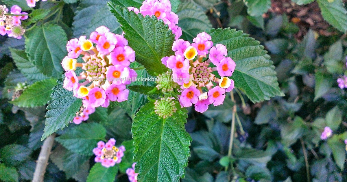 AĞAÇ MİNESİ (LANTANA) BAKIMI Çiçek Bakımı, Çiçek Çeşitleri, Çiçek