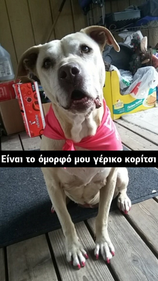 σκυλίτσα γέρικη σκυλίτσα 