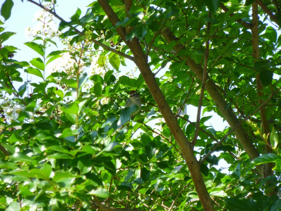 Bird in Natchez crape myrtle foliage