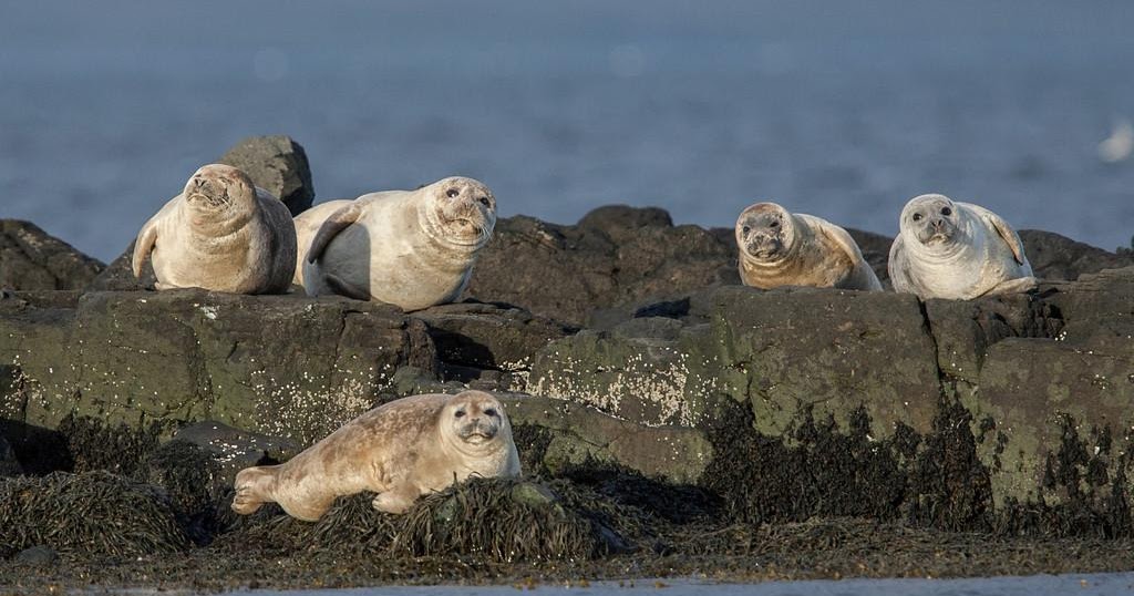 The Vatnsnes Peninsula Seals In The North Of Iceland