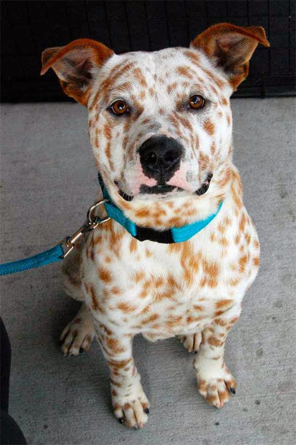 Perros con manchas únicas, en su pelaje - Mundo Feliz