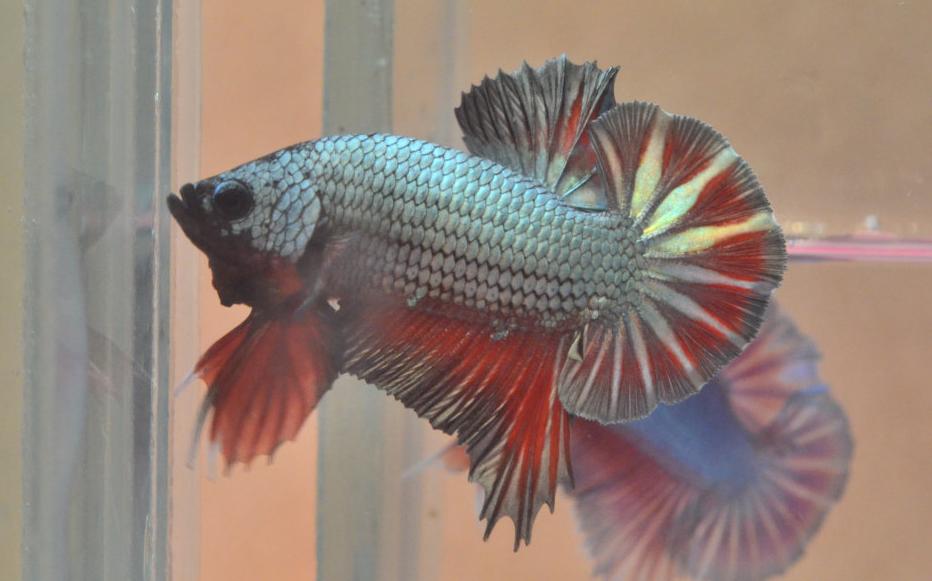 NINE GOLD HMPK67 RED COPPER DRAGON HALFMOON PLAKAT (SHOW QUALITY!)