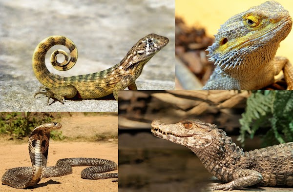 Apa Ciri-Ciri Kelompok Reptilia dan Sebutkan Contoh & Pengelompokannya Apa Ciri-Ciri Kelompok Reptilia dan Sebutkan Contoh & Pengelompokannya