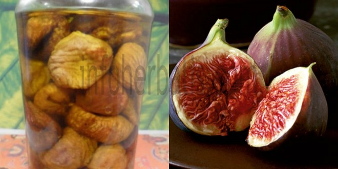 D Roma Fig Kolesterol Darah Tinggi Dan Gangguan Pencernaan Tin