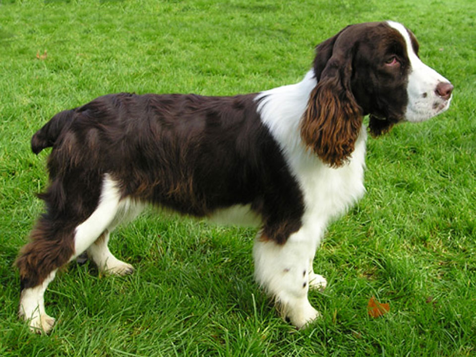 English Springer Spaniel Good Family Dog and Hunting Companion Best