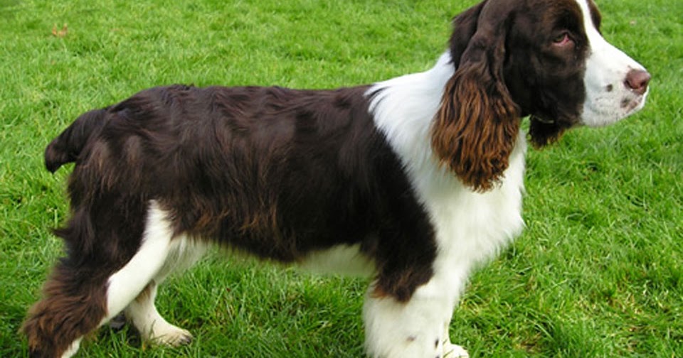 English Springer Spaniel Good Family Dog and Hunting Companion Best