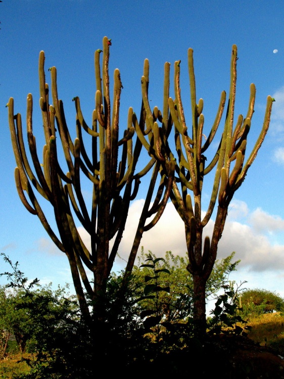 RW PAISAGISMO: CAATINGA: MANDACARU