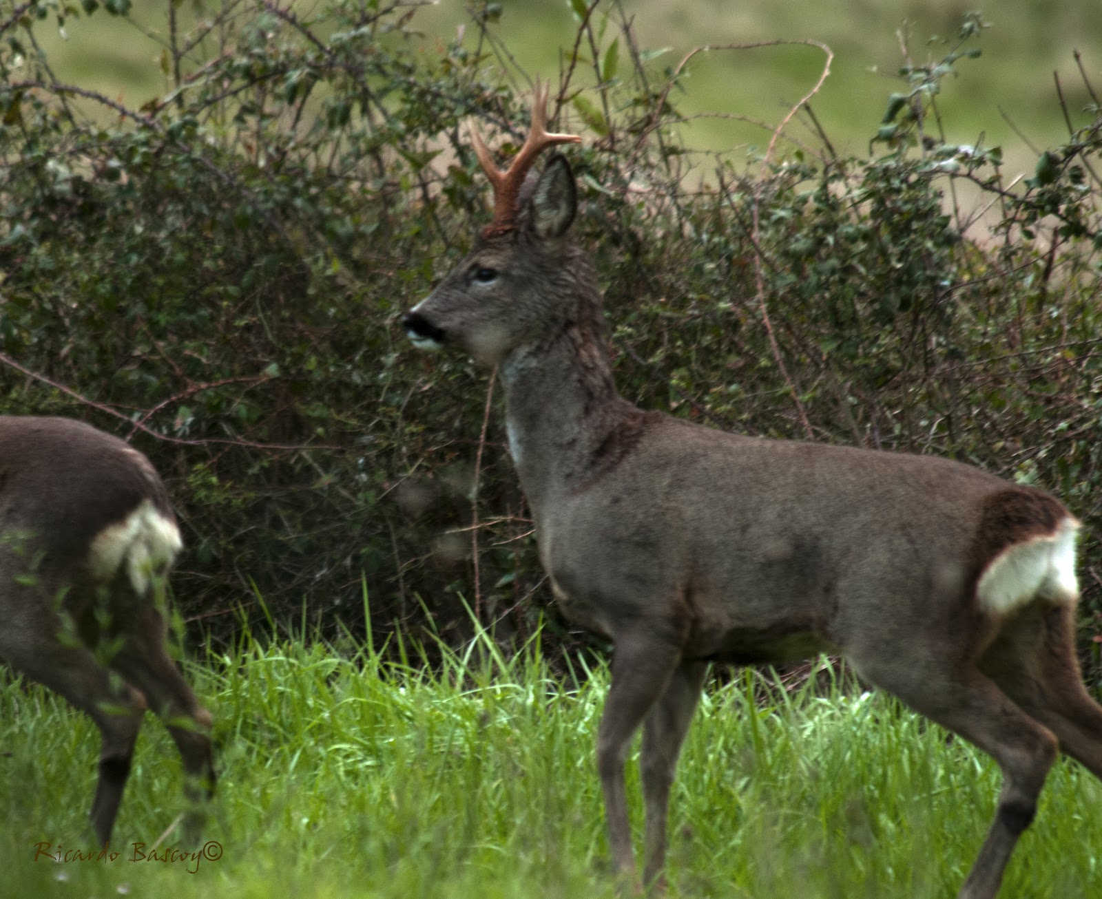 ENCUENTROS DE LIBERTAD: En familia. (Capreolus, capreolus)
