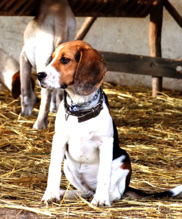 Av Köpekleri (Kurzhaar) KANGAL SEVDALILARI