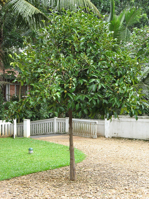 How to Grow a Healthy Mangosteen, Growing Mangosteen From Seed