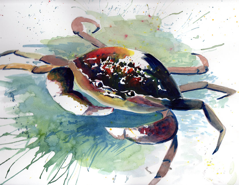 DAILY PAINTERS MARKETPLACE Crab watercolor painting