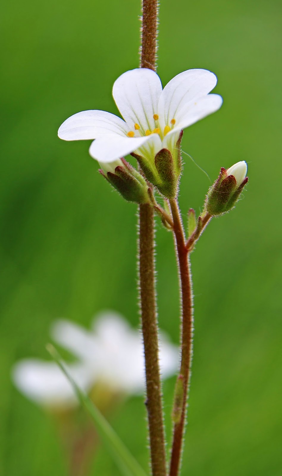 Nature in the Heart of England: Upper Wardington: meadow saxifrage