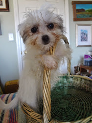 Morkie female puppy and basket