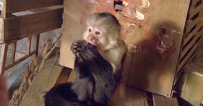 Monkey fly ильюшина. Летучая обезьяна волшебник изумрудного города. Летучие обезьяны. Обезьяна на ветке. Обезьяна парит.