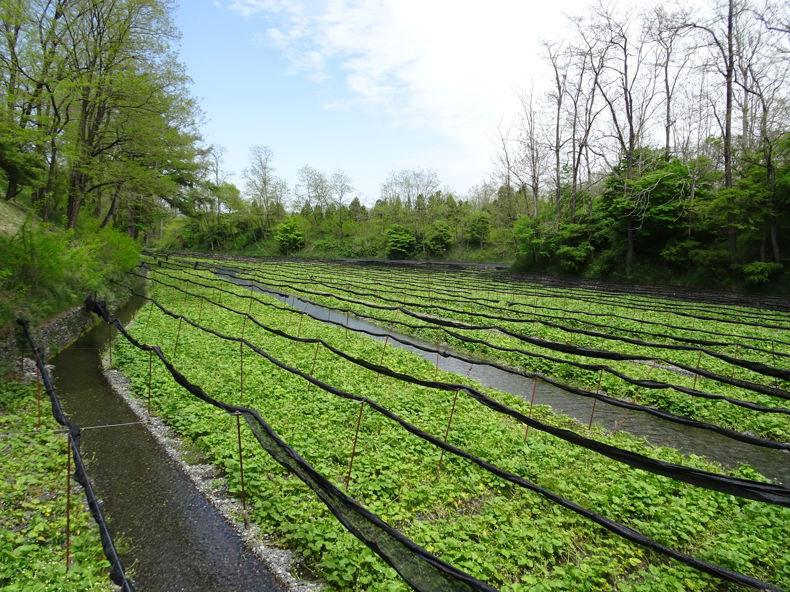 JapanDo Cycle to Daio Wasabi Farm in Azumino