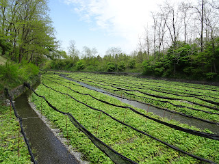 daio wasabi farm