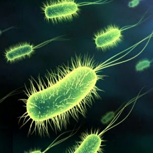 Enfermedades producidas por bacterias