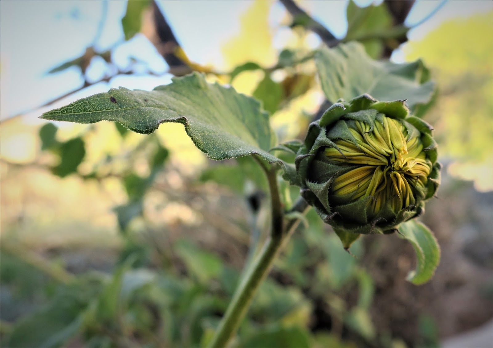 Living Rootless El Paso UTEP Pursed Lips