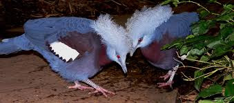 BANCO DE IMAGENS - POMBOS ORNAMENTAIS E EXÓTICOS https://mundoanimalevidaselvagem.blogspot.com.br BANCO DE IMAGENS - POMBOS ORNAMENTAIS E EXÓTICOS https://mundoanimalevidaselvagem.blogspot.com.br