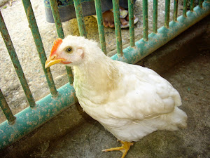 CHOOKIE--MY VERY FIRST PET--LOVINA, BALI