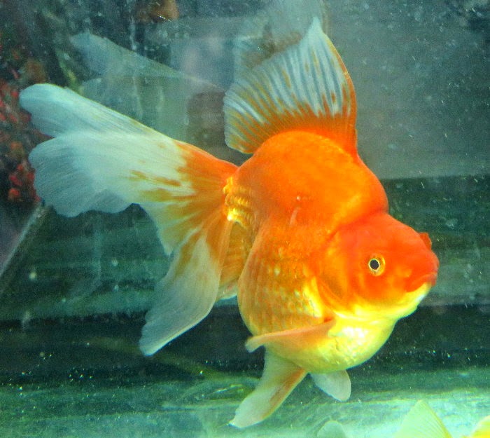 金魚快訊部落格goldfish Message Blog 日本琉金型金魚品系 Japanese Ryukin Type Goldfish Strains