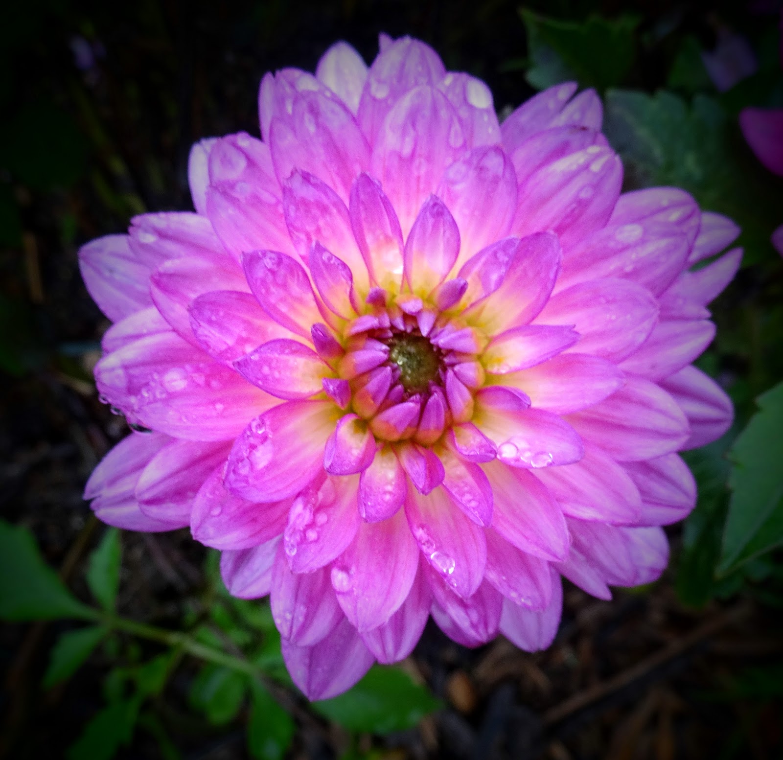 Love, Joy and Peas Big Fat Raindrops on Beautiful Flowers and a Surprise