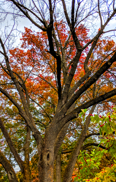 image of a large tree, bare of leaves, with another tree sporting bright red and orange leaves visible through the naked branches