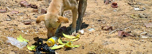 Perro callejero busca comida en un vertedero de basura, Egipto ShurKonrad
