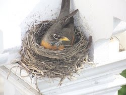 pretty solitary journey she